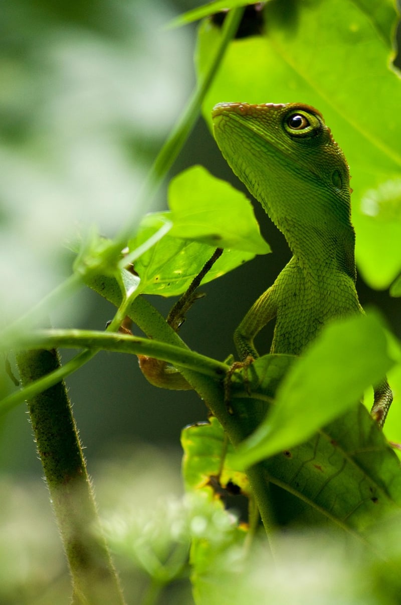 Borneo Rainforest