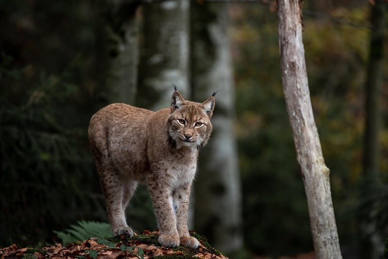 Wildcat in the wild